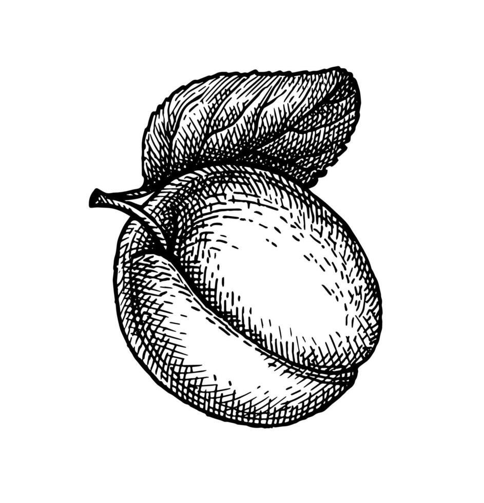 Apricot with leaf. Hand drawn ink illustration. Vintage style. vector
