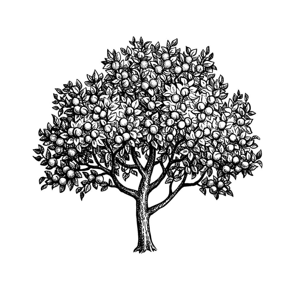 Apricot tree ink sketch. Hand drawn illustraion isolated on white background. vector