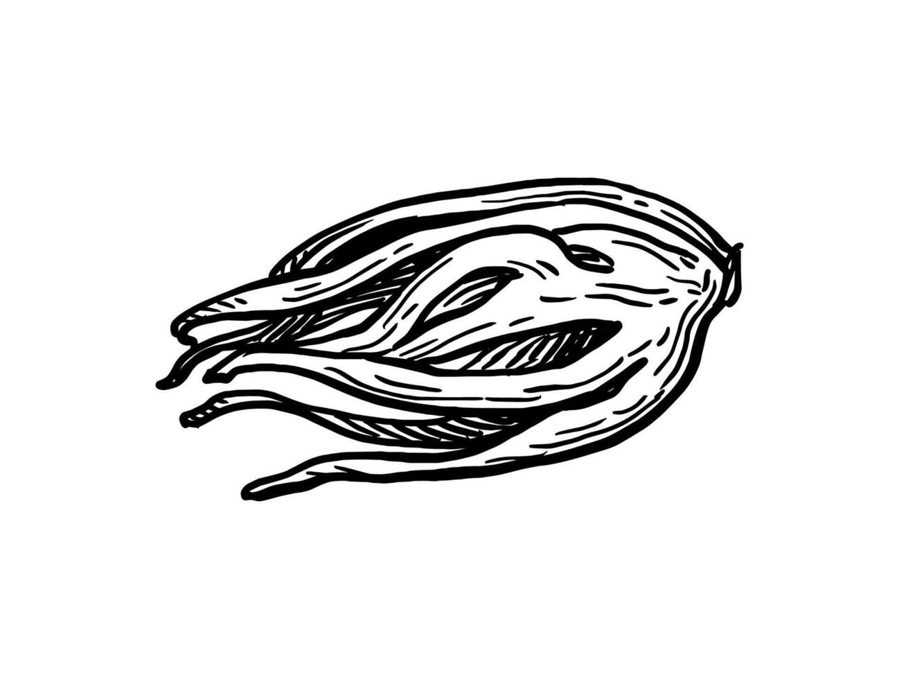 Mace spice. Ink sketch. Hand drawn illustration. Vintage style. vector