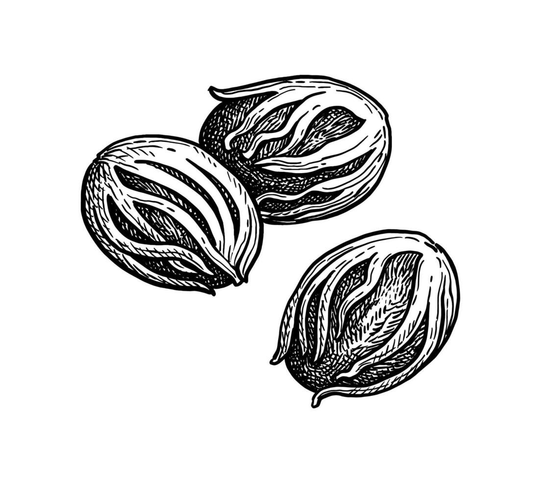 Nutmeg. Mace spice. Ink sketch. Hand drawn illustration. Retro style. vector