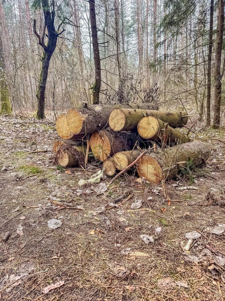 Log trunks pile, the logging timber forest wood industry. Wide banner or panorama heavy wood trunks. . High quality photo