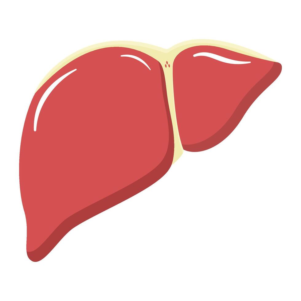 Human Liver Anatomy for Medical and Educational Use. Internal Organ of Digestive System. Healthy Liver Structure for Biology, Healthcare, and Scientific Research vector