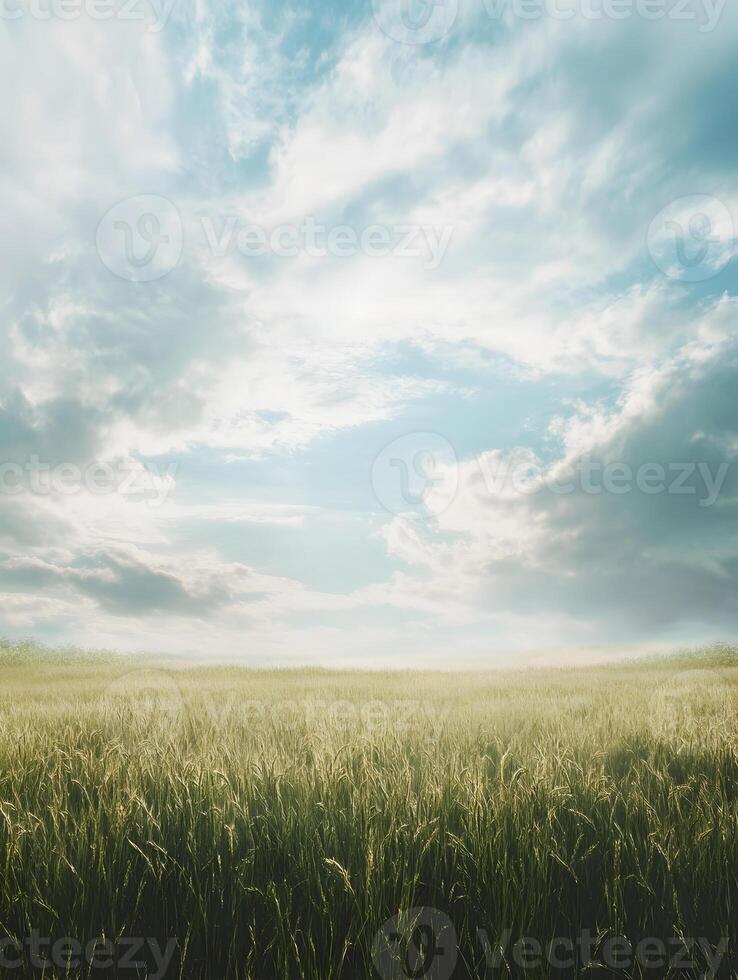 A field of green wheat under a cloudy sky photo