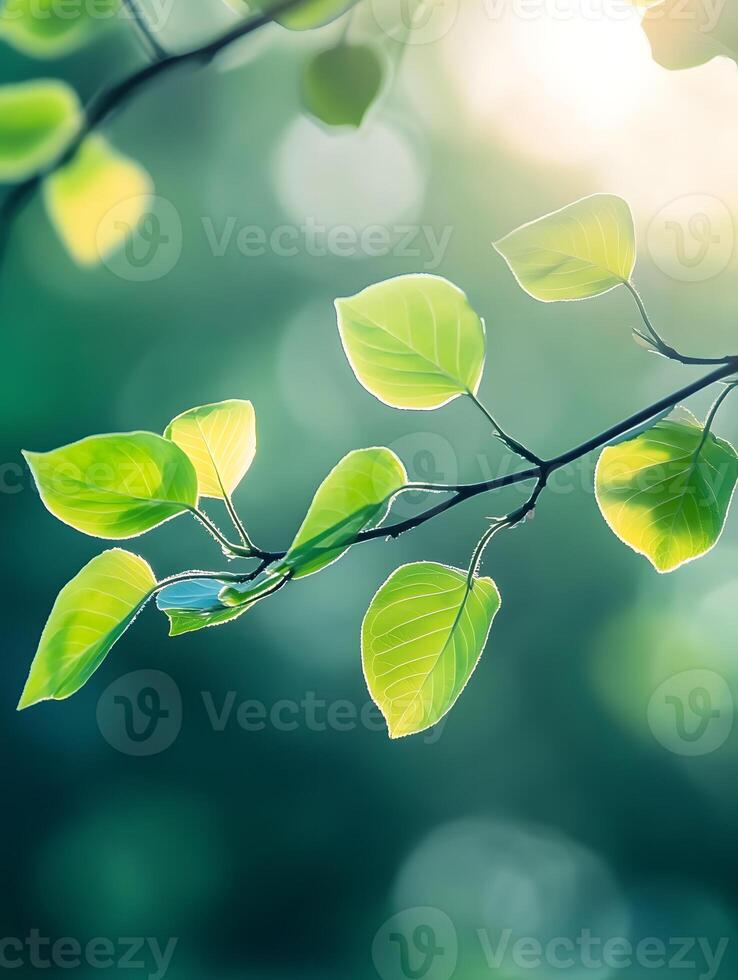 Green leaves on a tree branch with sunlight photo