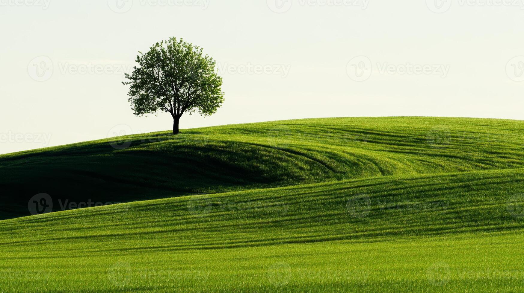 Lone Tree on a Rolling Green Hill photo