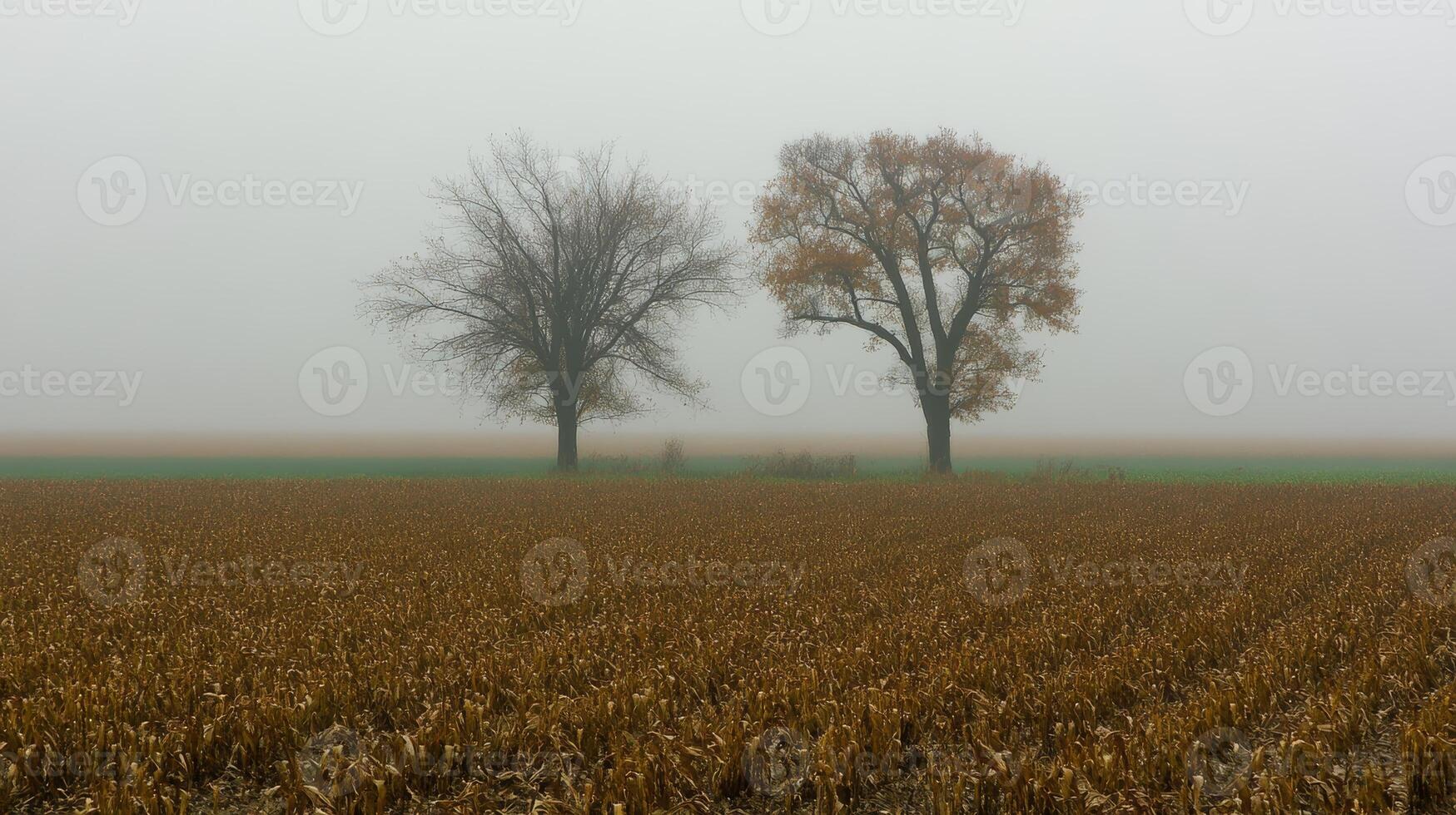 Two Trees in a Foggy Field Landscape photo