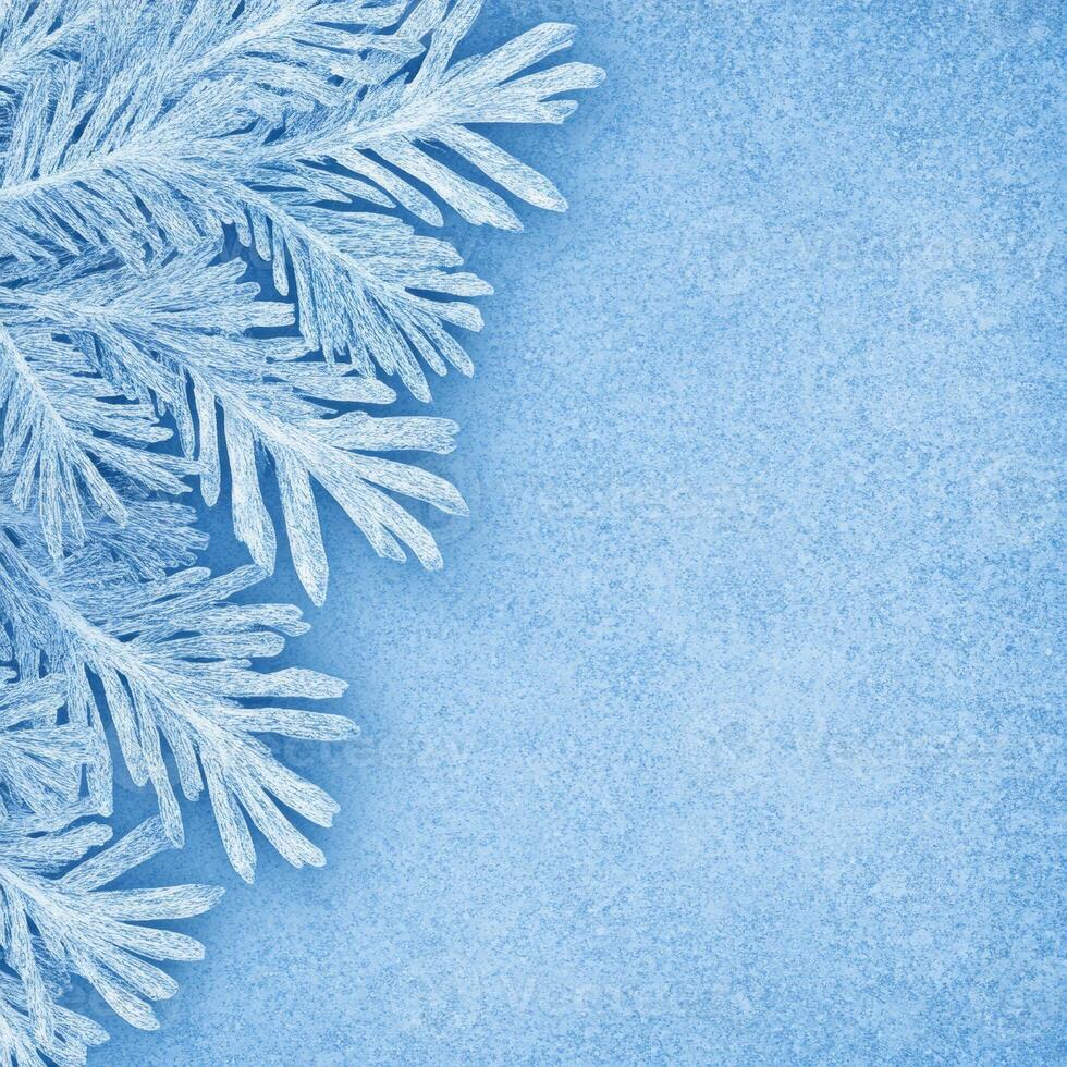 Frosty Pine Needles on a Light Blue Background photo