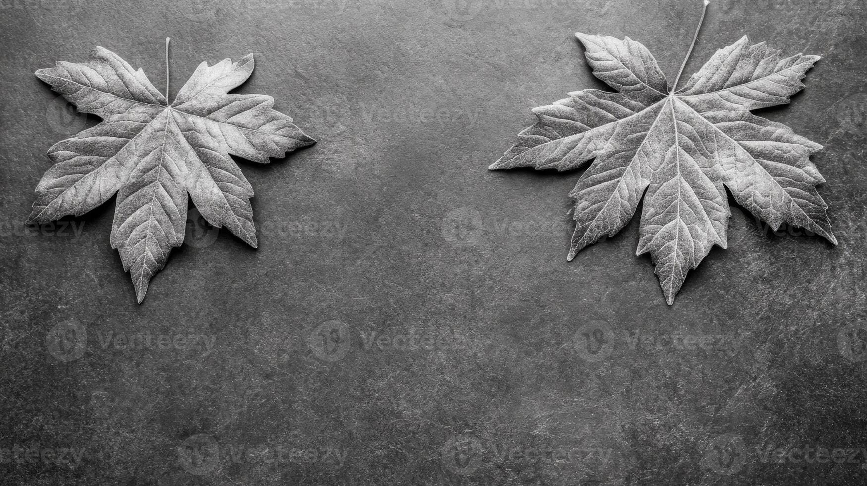 Two Maple Leaves on a Textured Gray Stone Surface in Monochrome photo