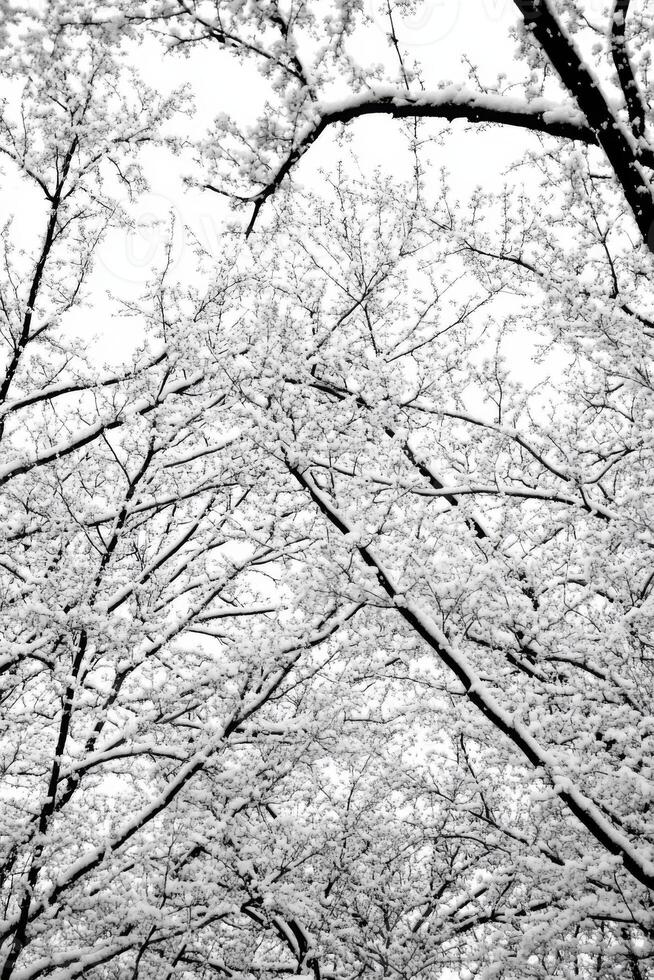 Snow Covered Tree Branches in a Monochrome Winter Landscape photo