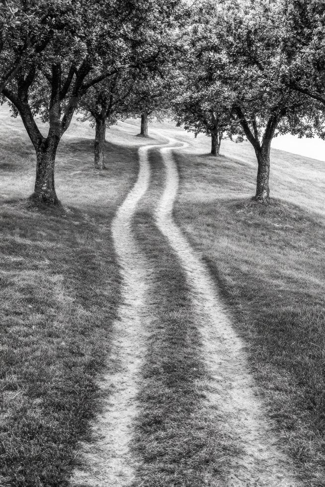 Winding Dirt Path Through a Grove of Trees in Monochrome photo