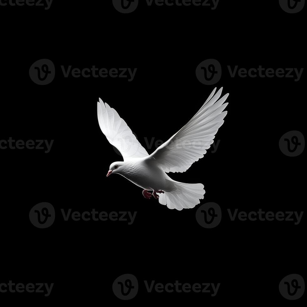 A White Dove Soaring with Outstretched Wings Against a Stark Black Background photo