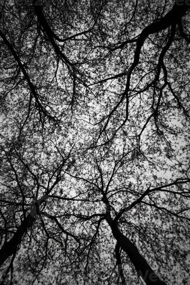 Tall Tree Branches Intertwining Against a Bright Sky in Monochrome photo