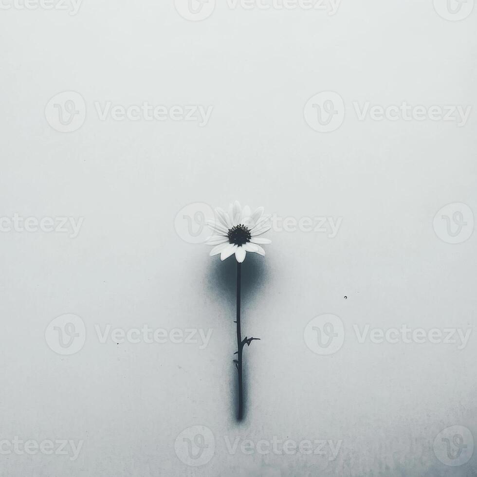 Minimalist Black and White Photo of a Single Daisy Flower on Plain Surface