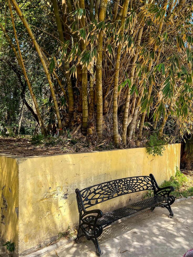 An empty bench in the botanical garden Jardin dEssai du Hamma in Algiers photo