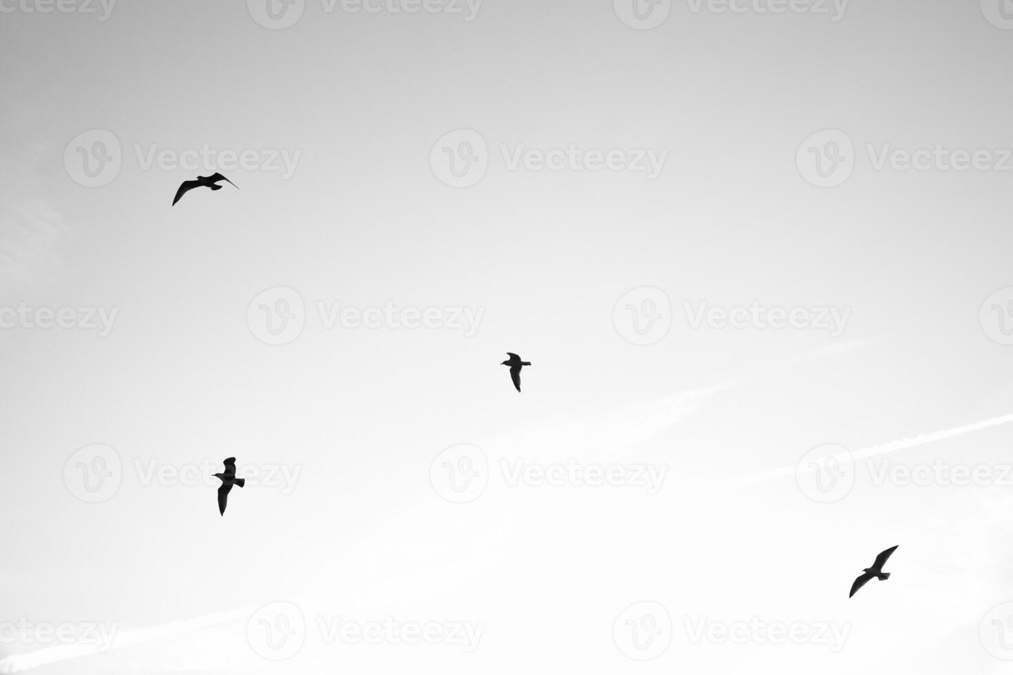 Seagulls glide gracefully through the clear sky, accompanied by gentle cloud. photo