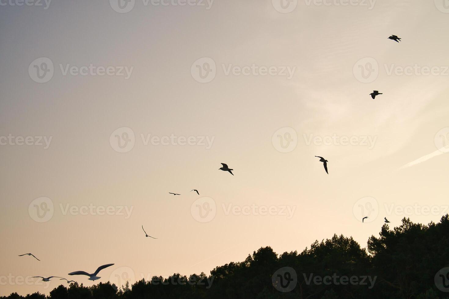 Seagulls glide gracefully through the clear sky, over a forest on the coast. photo