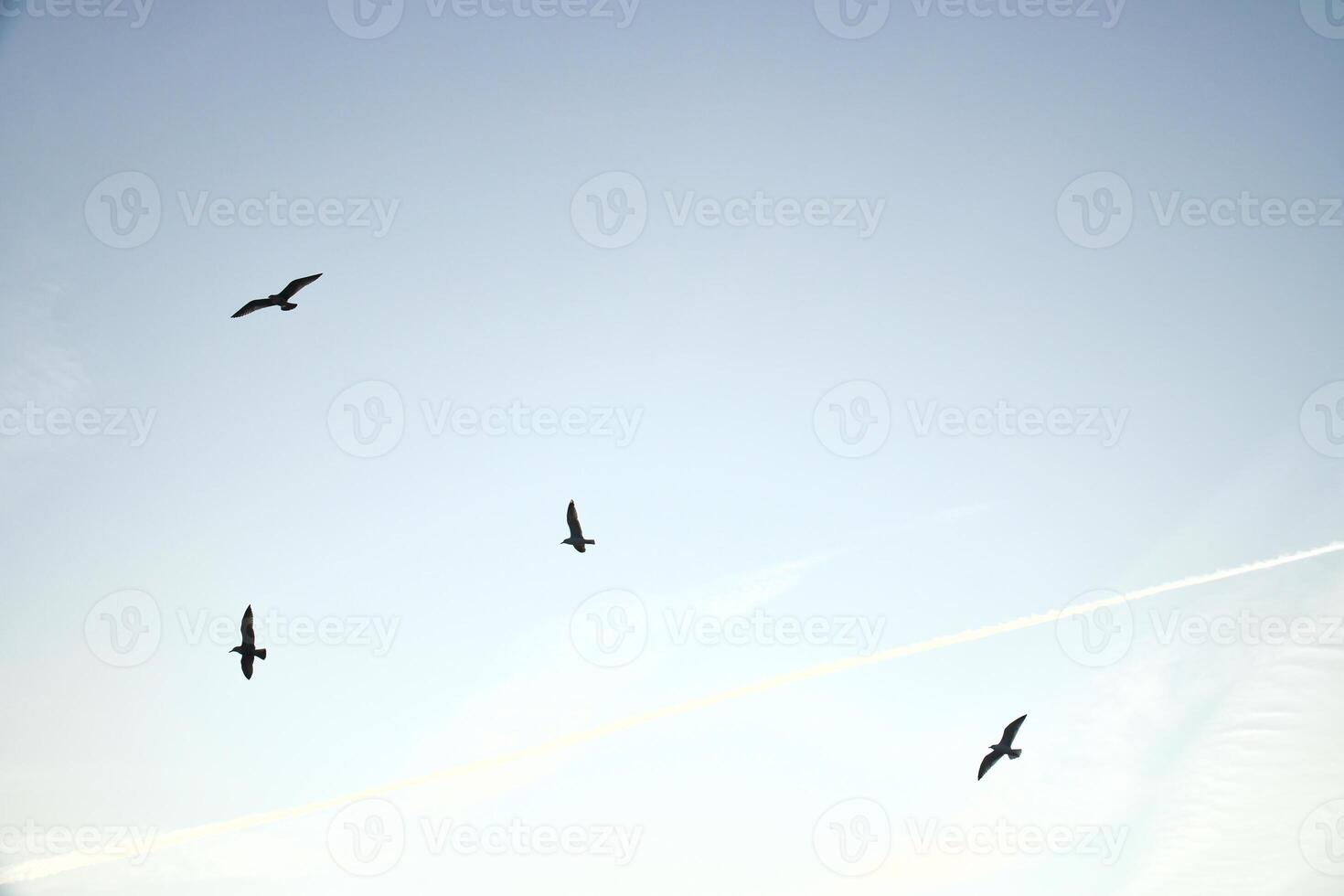Seagulls glide gracefully through the clear sky, accompanied by gentle clouds. photo