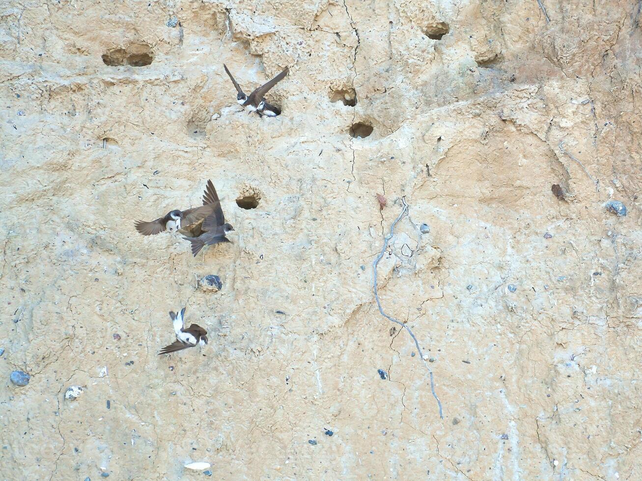 Sand martins fly in front of a sandy cliff face with breeding burrows. Dynamic photo