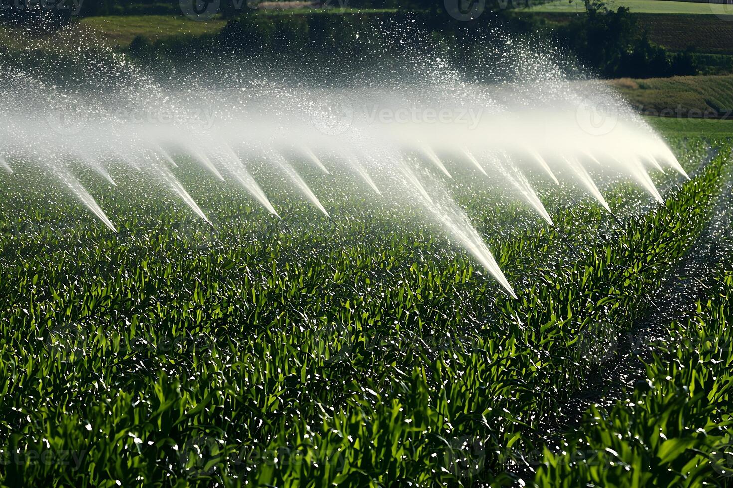 Irrigation System Sprinkling Water on Lush Green Corn Field Agriculture photo