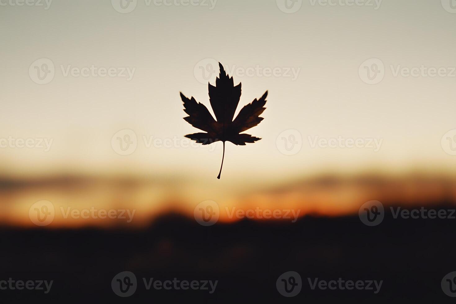 Silhouette of Single Maple Leaf Falling at Sunset Autumnal Nature Scene photo