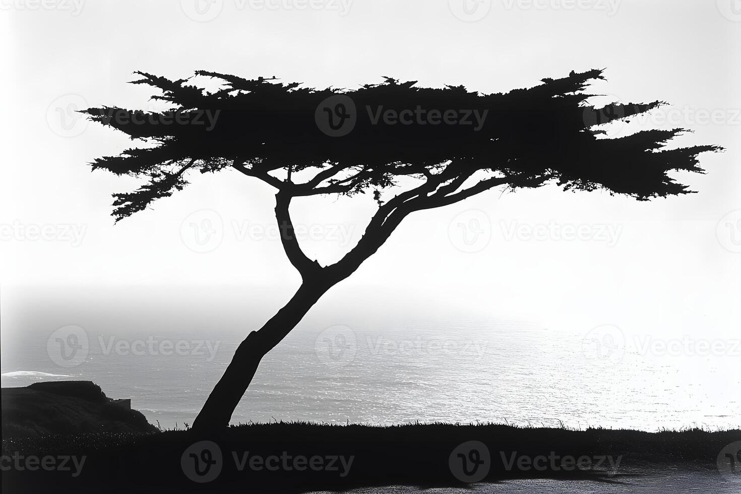 Dramatic Silhouette of a Coastal Tree Against Ocean Vista Black and White Seascape Photography photo