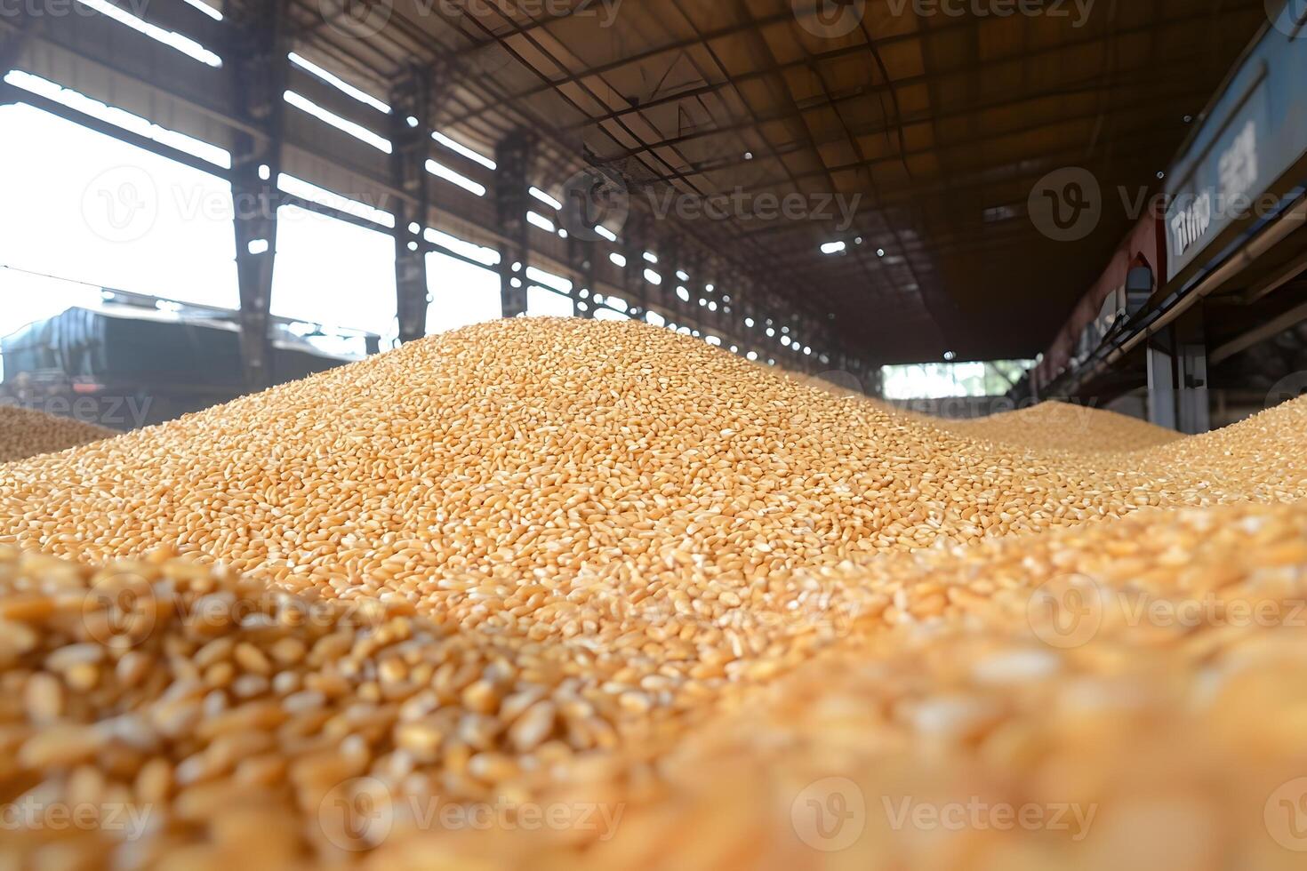 Massive Pile of Golden Corn Kernels in Large Grain Storage Warehouse photo