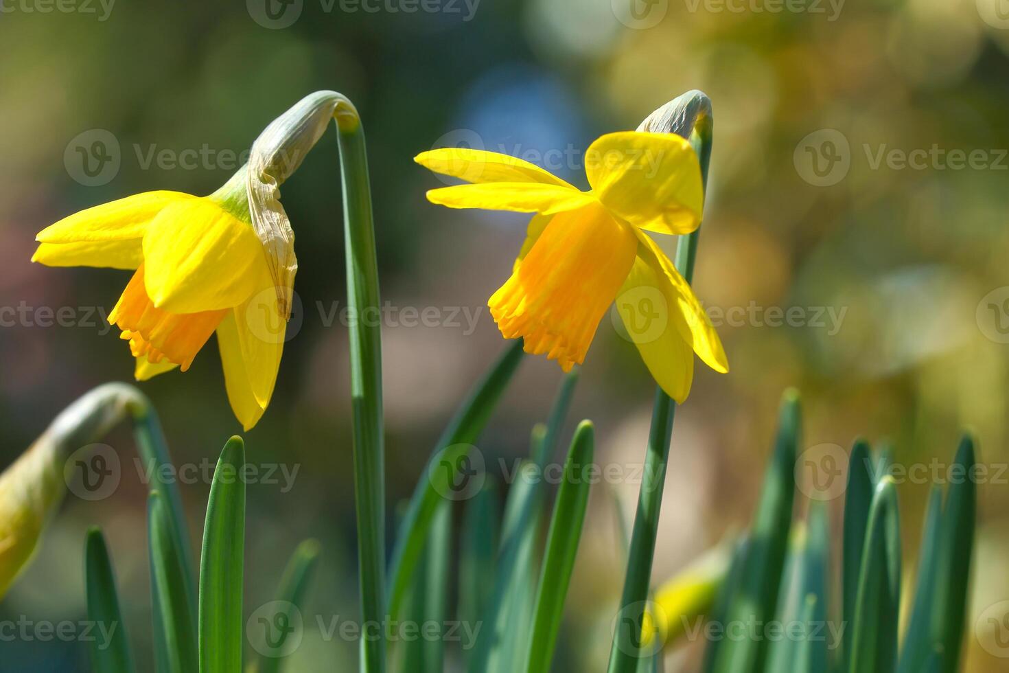 Daffodils at Easter time. Early bloomers with green leaves and yellow flowers. photo