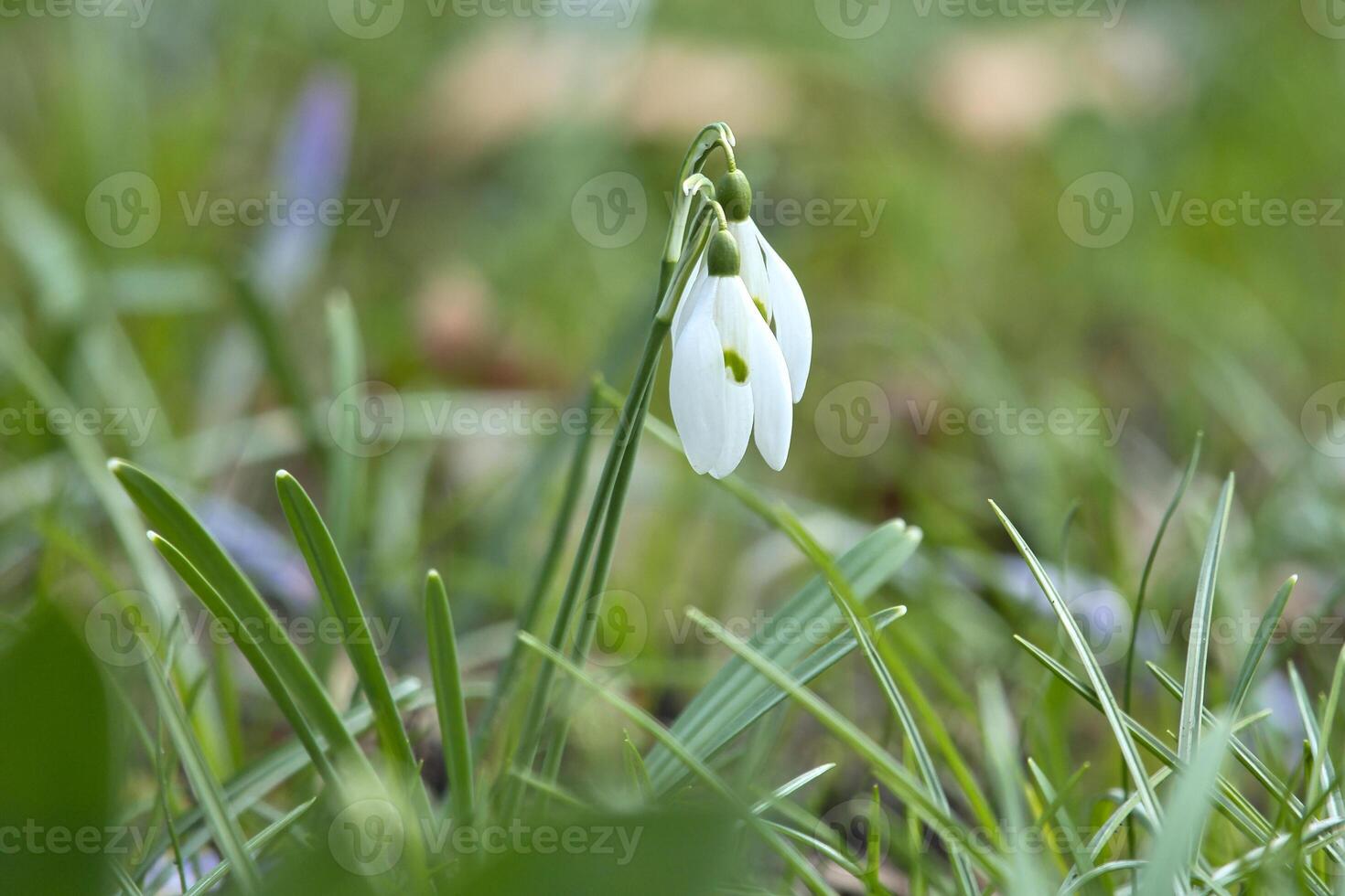 Gentle snowdrops bloom among the green grass in spring. Delicate,Flowers photo