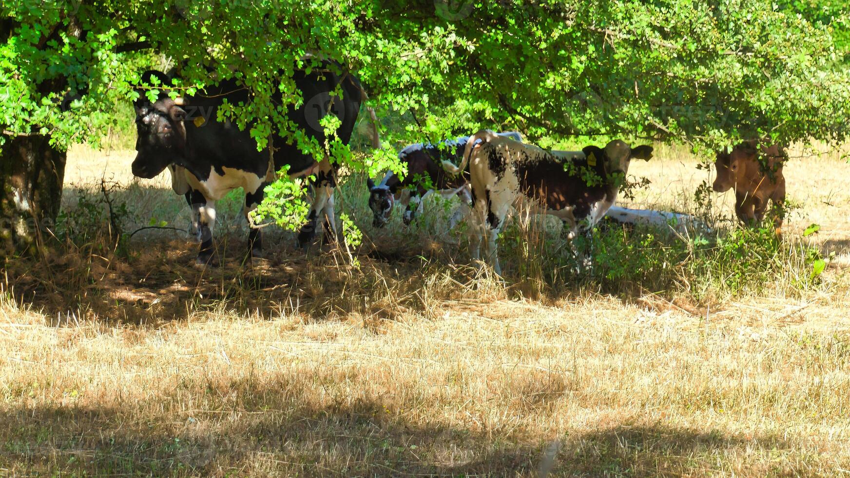 A group of cows relax in the shade of trees on a dry meadow. photo