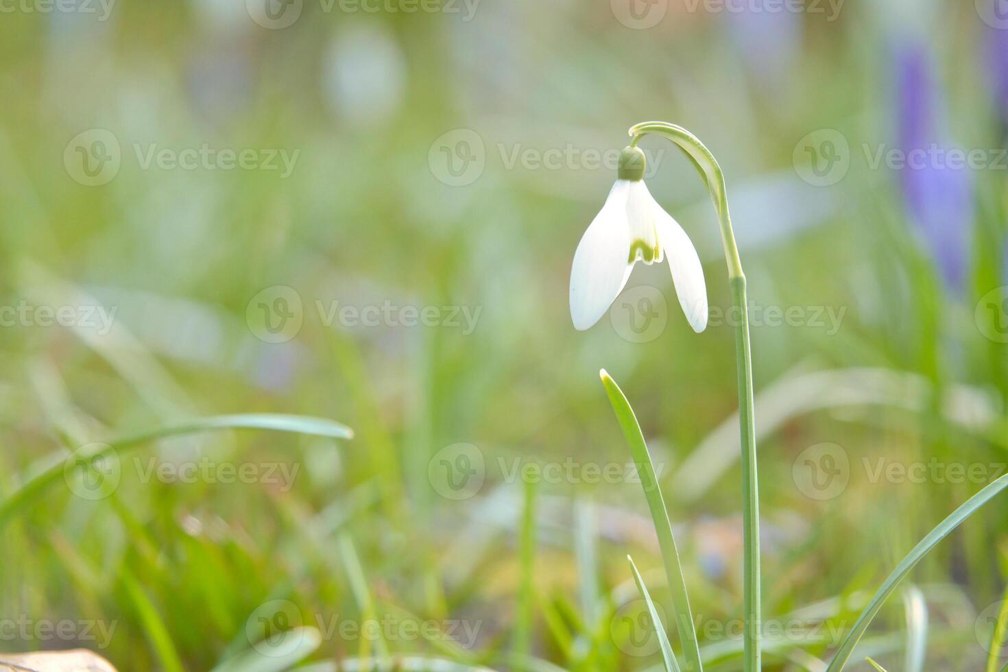 Delicate snowdrops in bloom amidst green grass. The delicate, white flowers. photo