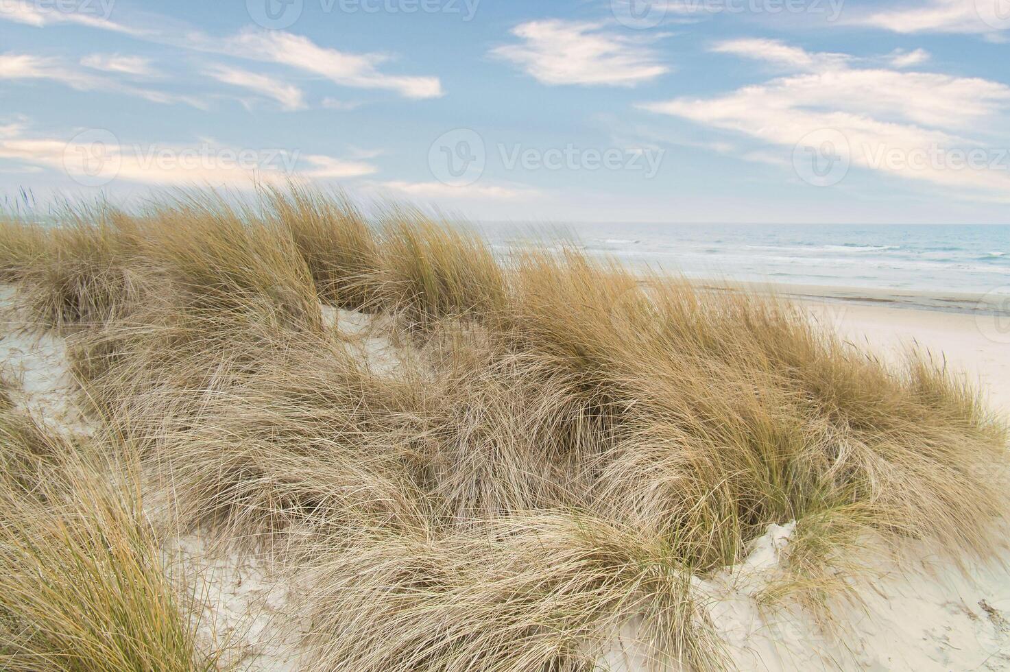 View over the dunes on the island of Usedom to the Baltic Sea. Dune grass, photo