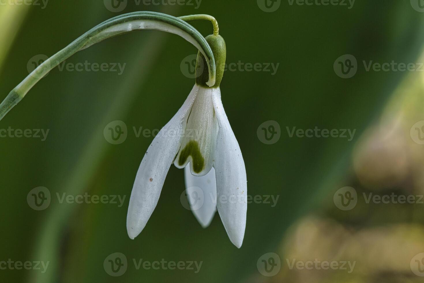 Delicate snowdrop against a blurred green background. Macro photography of flowers photo