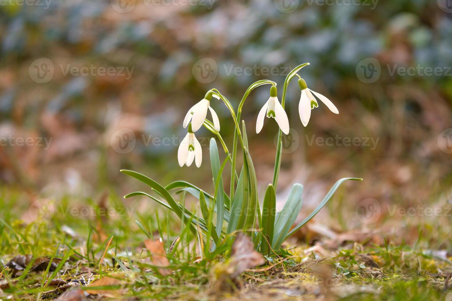 Gentle snowdrops bloom among the green grass in spring. white flowers photo