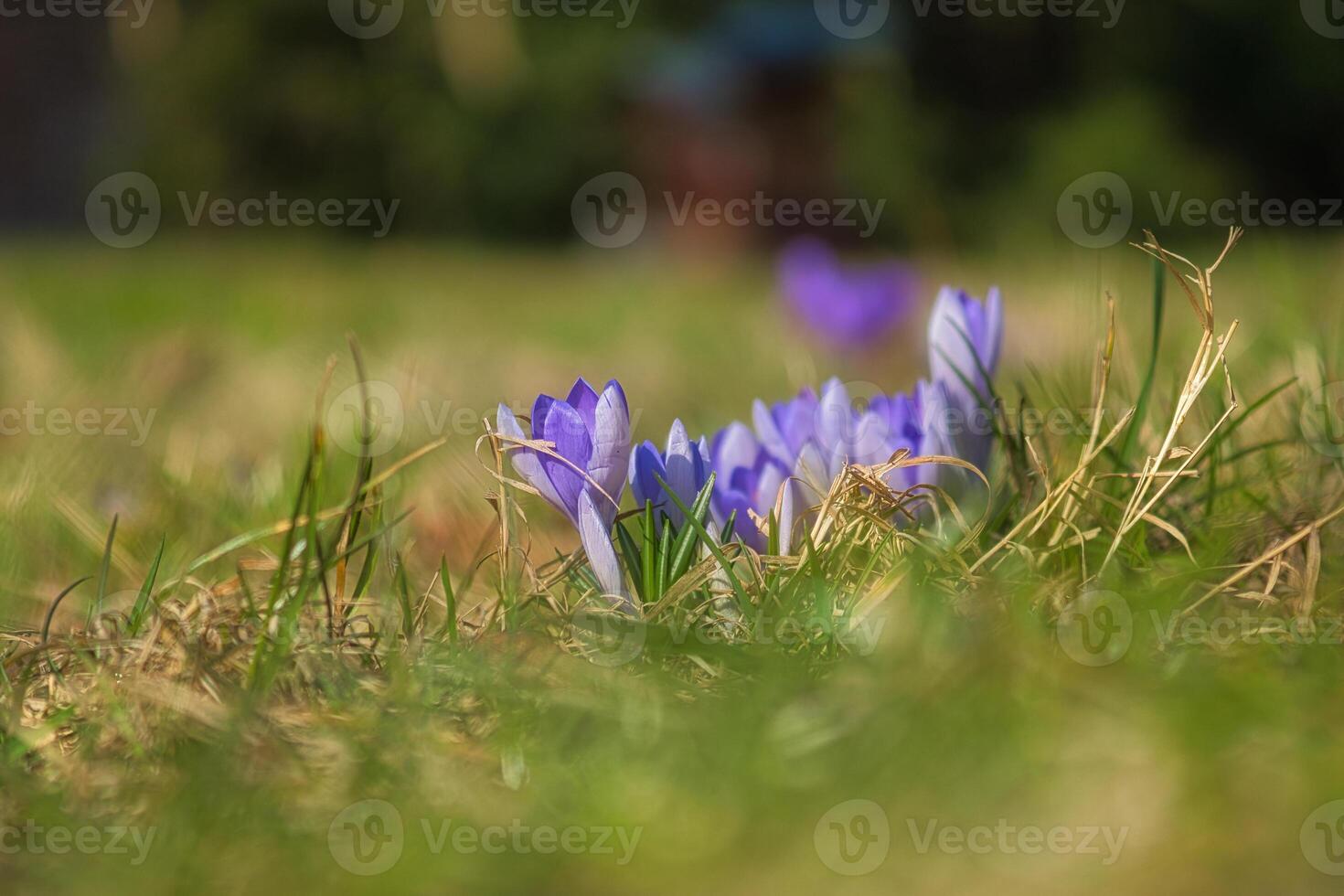 A purple crocus blooming in a meadow in spring. Focus on the delicate petals. photo