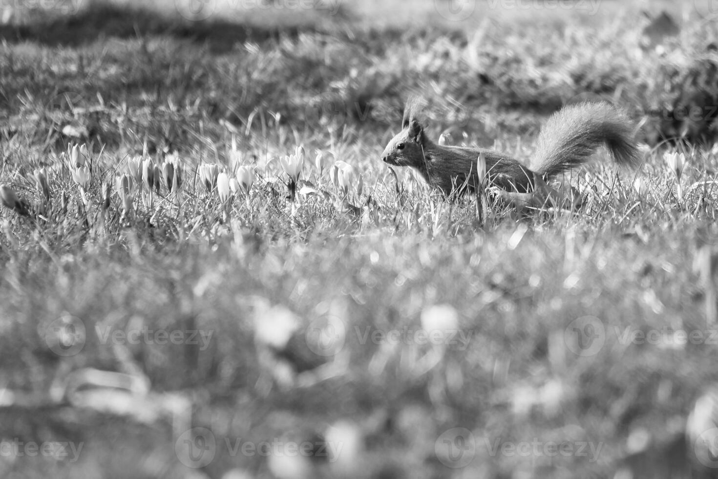 Red squirrel with bushy tail in the sunlight on a green meadow with crocus. photo