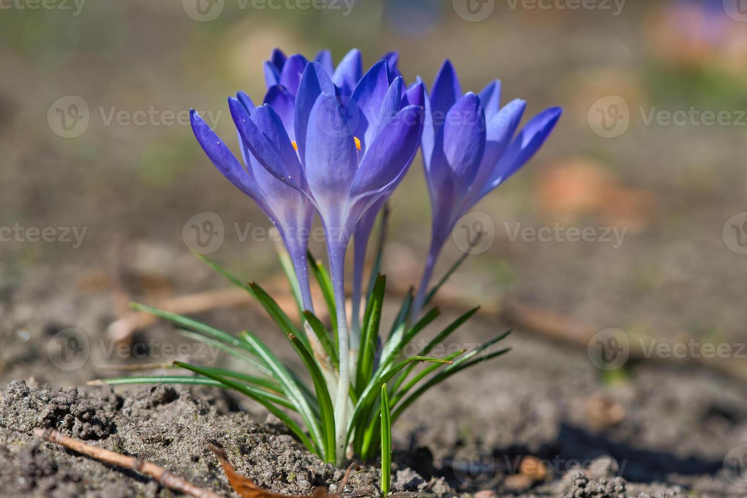 A purple crocus blooms on barren soil in spring. Macro shot the delicate petals photo