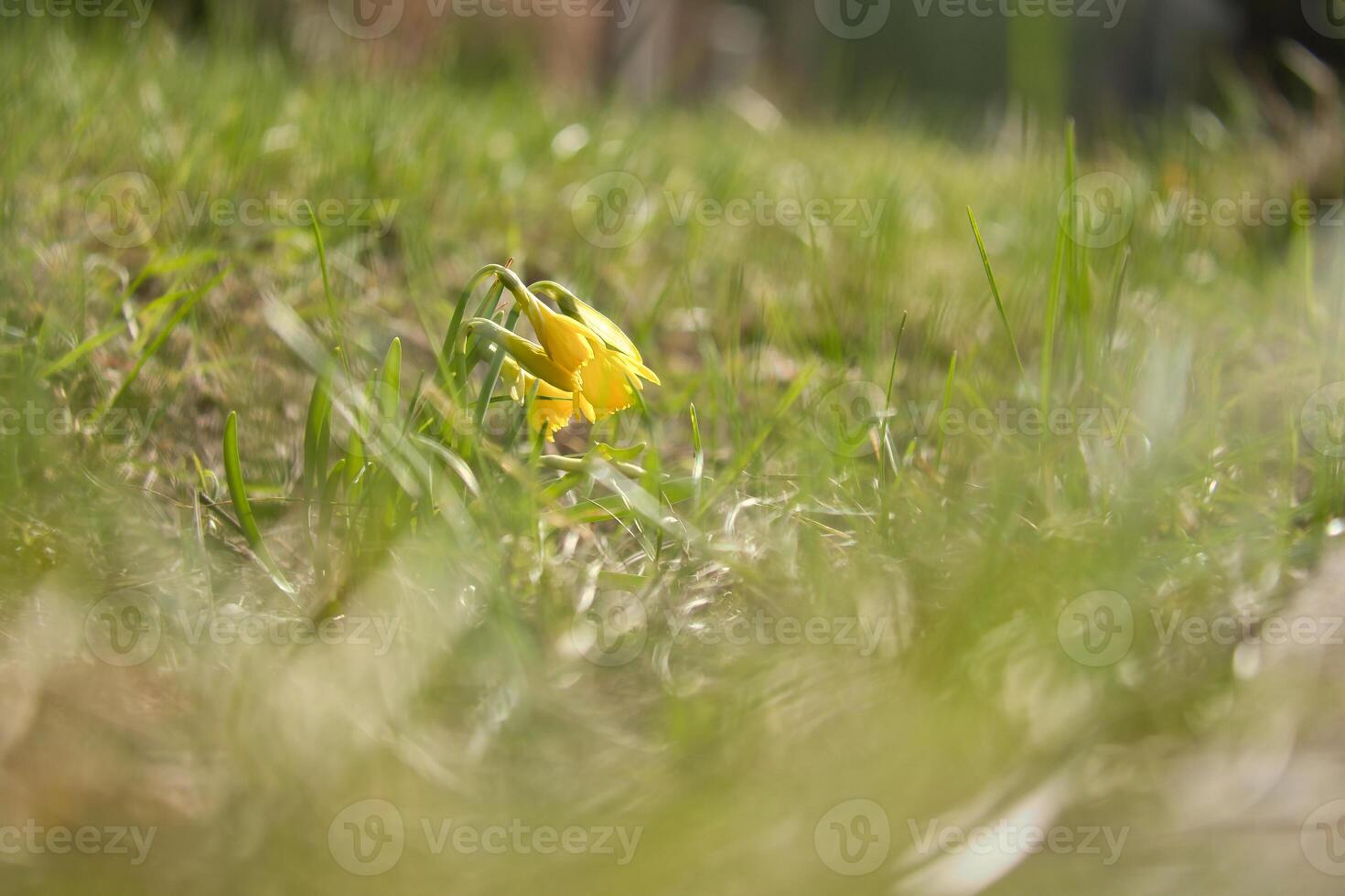 Single daffodils in a meadow with a dreamy, blurred foreground Easter time photo