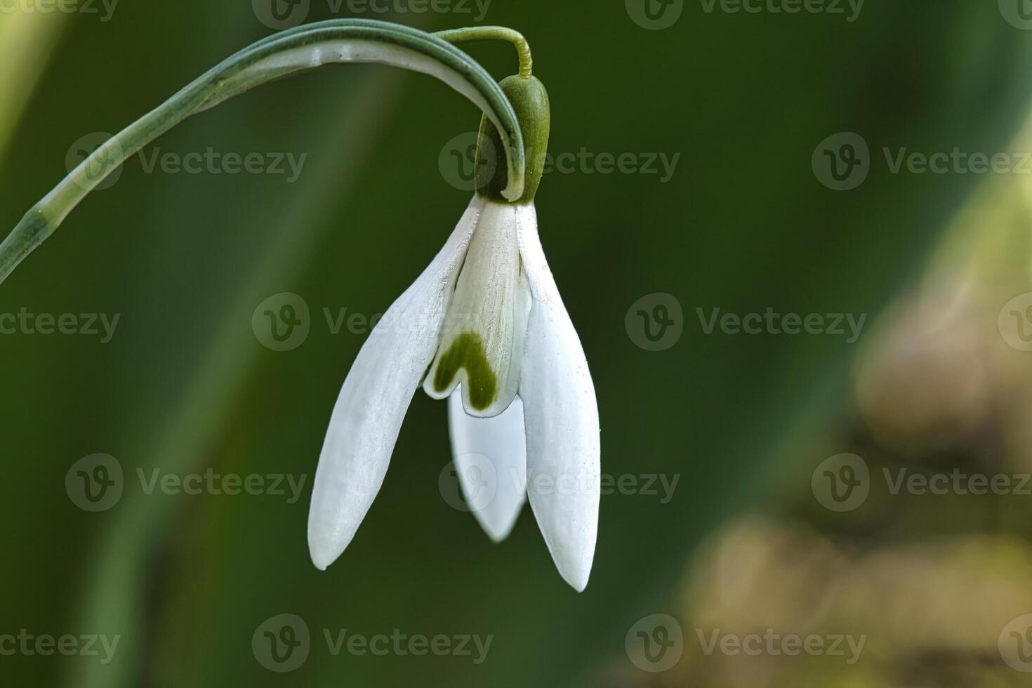 Delicate snowdrop against a blurred green background. Macro of flowers. photo