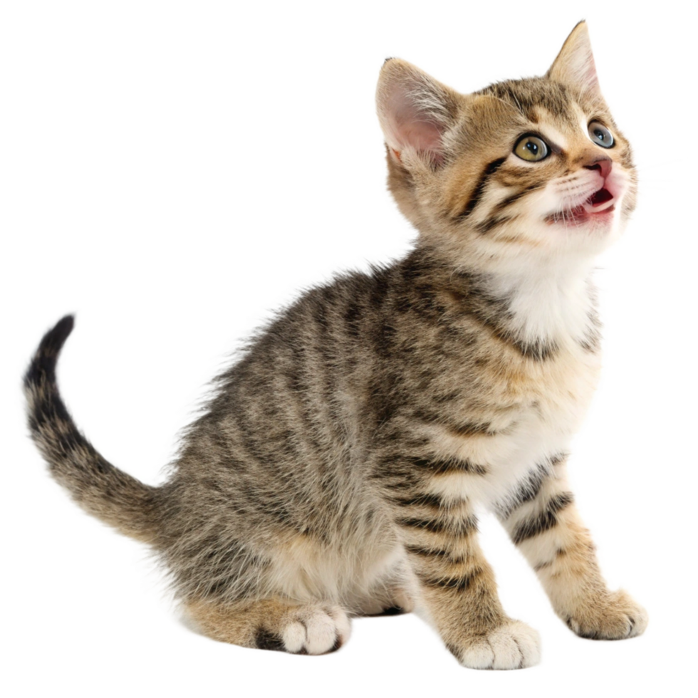 Adorable Tabby Kitten Looking Upward with Open Mouth png