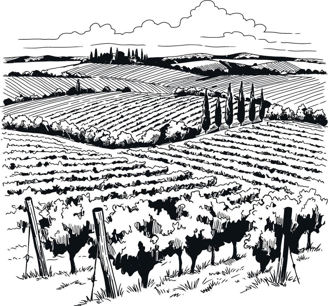 Scenic vineyard landscape with rolling hills in detailed line art illustration vector