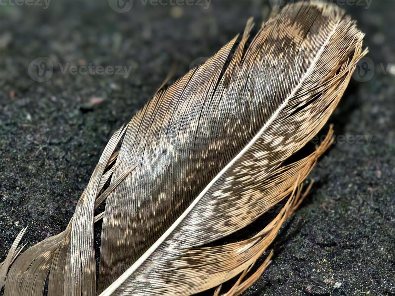 A macro shot of a brown feather with delicate details, intricate texture, and natural patterns resting on a dark rough surface photo