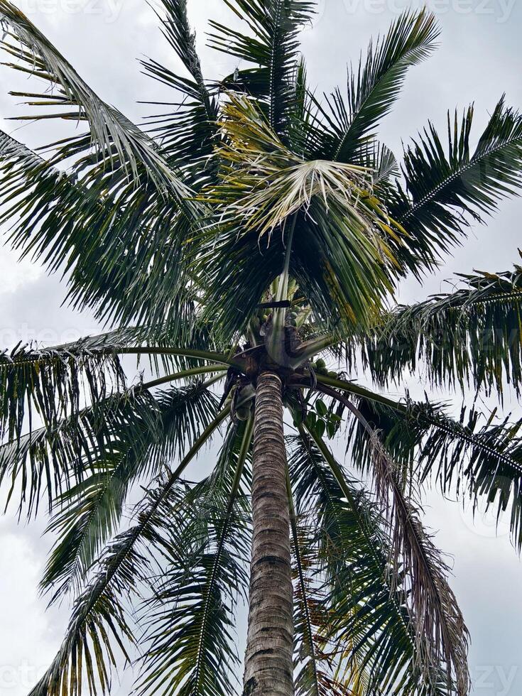 Tall Coconut Palm Tree with Lush Green Leaves Against Cloudy Sky photo