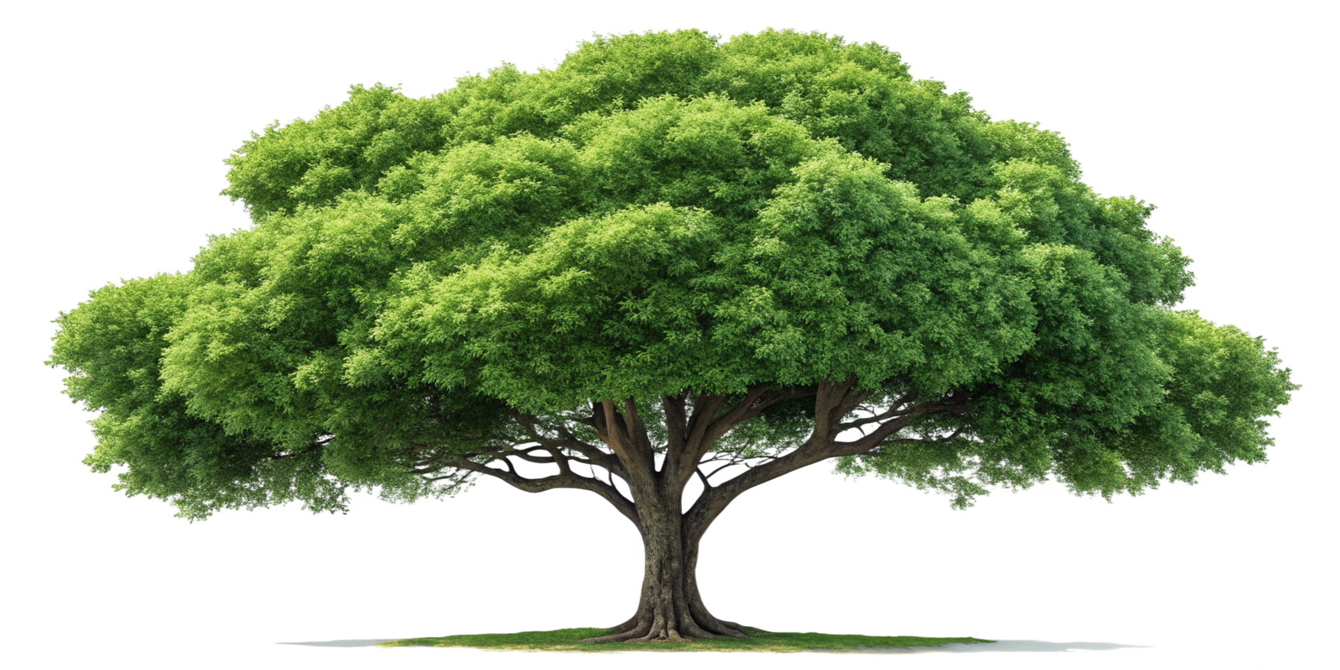 A Majestic Green Tree Isolated on Black Background, Lush Foliage and Thick Trunk png