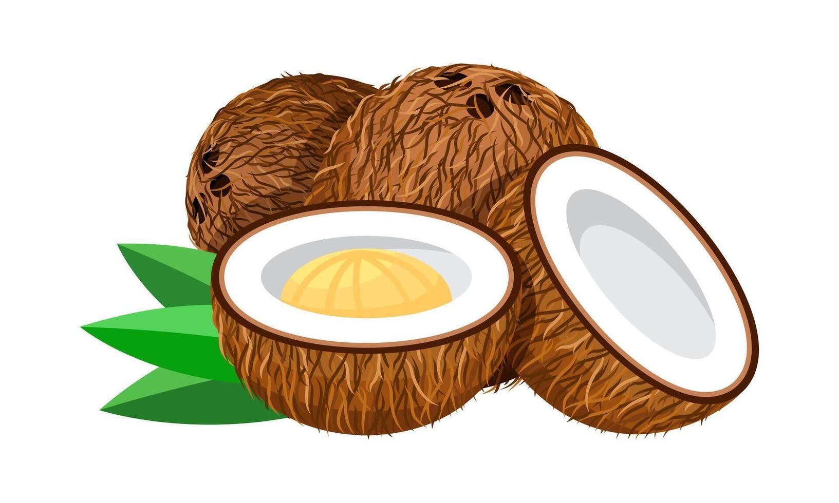 Coconut, Coconut isolated on white, Coconut illustrations vector