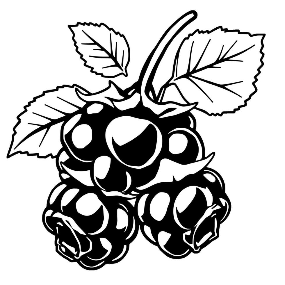 Cluster Of Blackberries With Leaves A Detailed Line Art Illustration vector