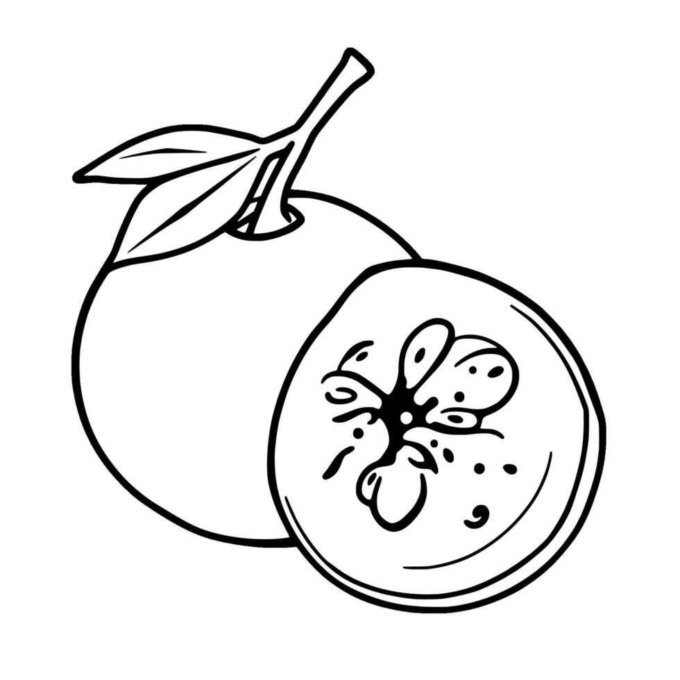 Line Drawing Of A Whole And Halved Persimmon Fruit vector
