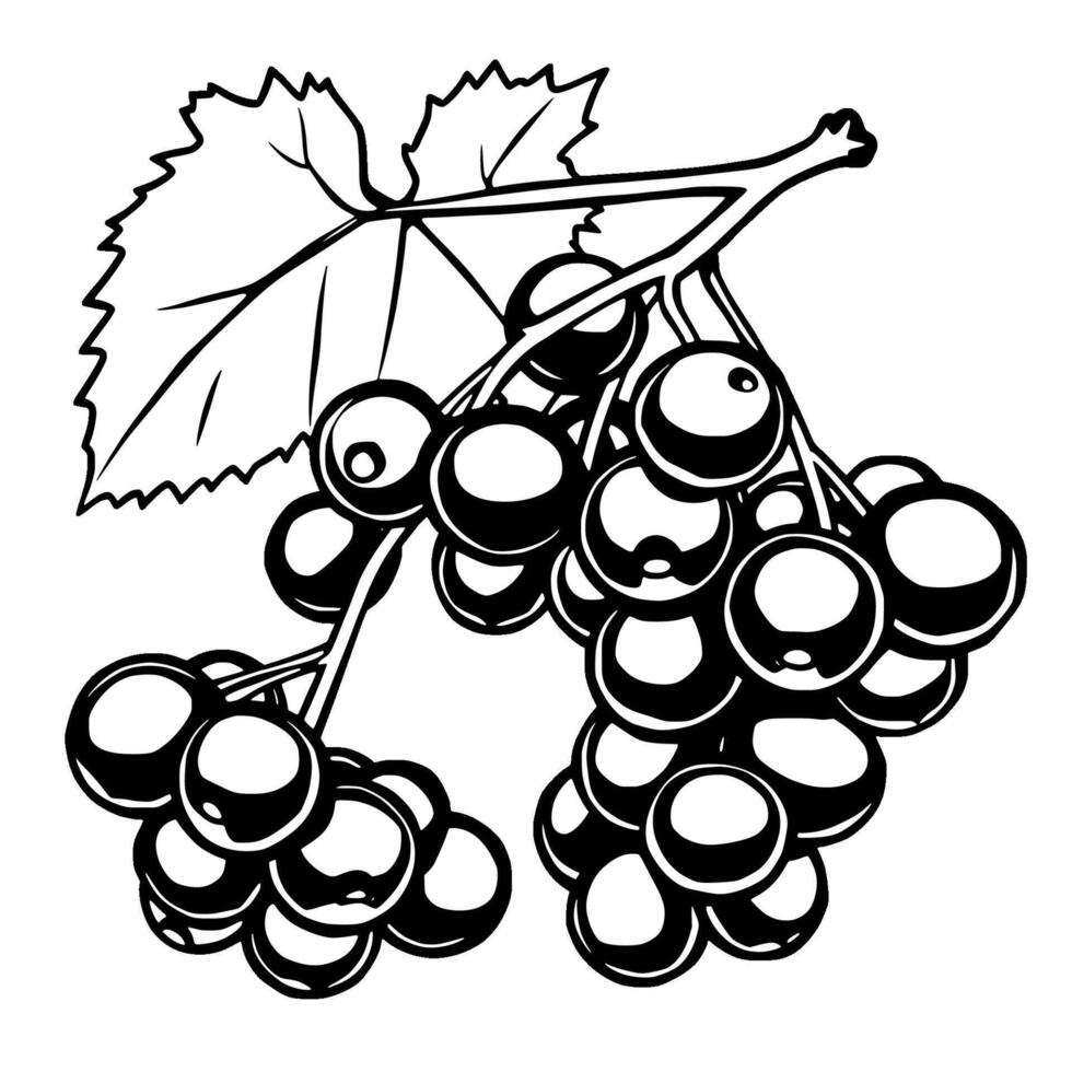 A Detailed Illustration Of Black Currants On The Vine With Leaf vector