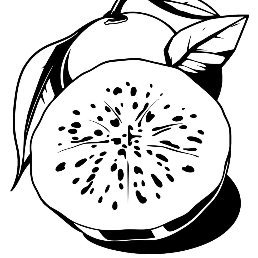 Stylish Black And White Illustration Of A Halved Pomelo With Leaves vector