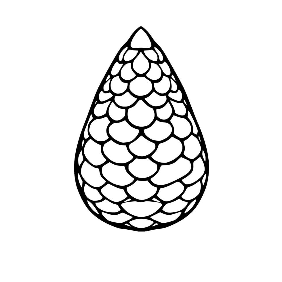 Detailed Line Drawing Of A Scaled Pine Cone Isolated On White vector