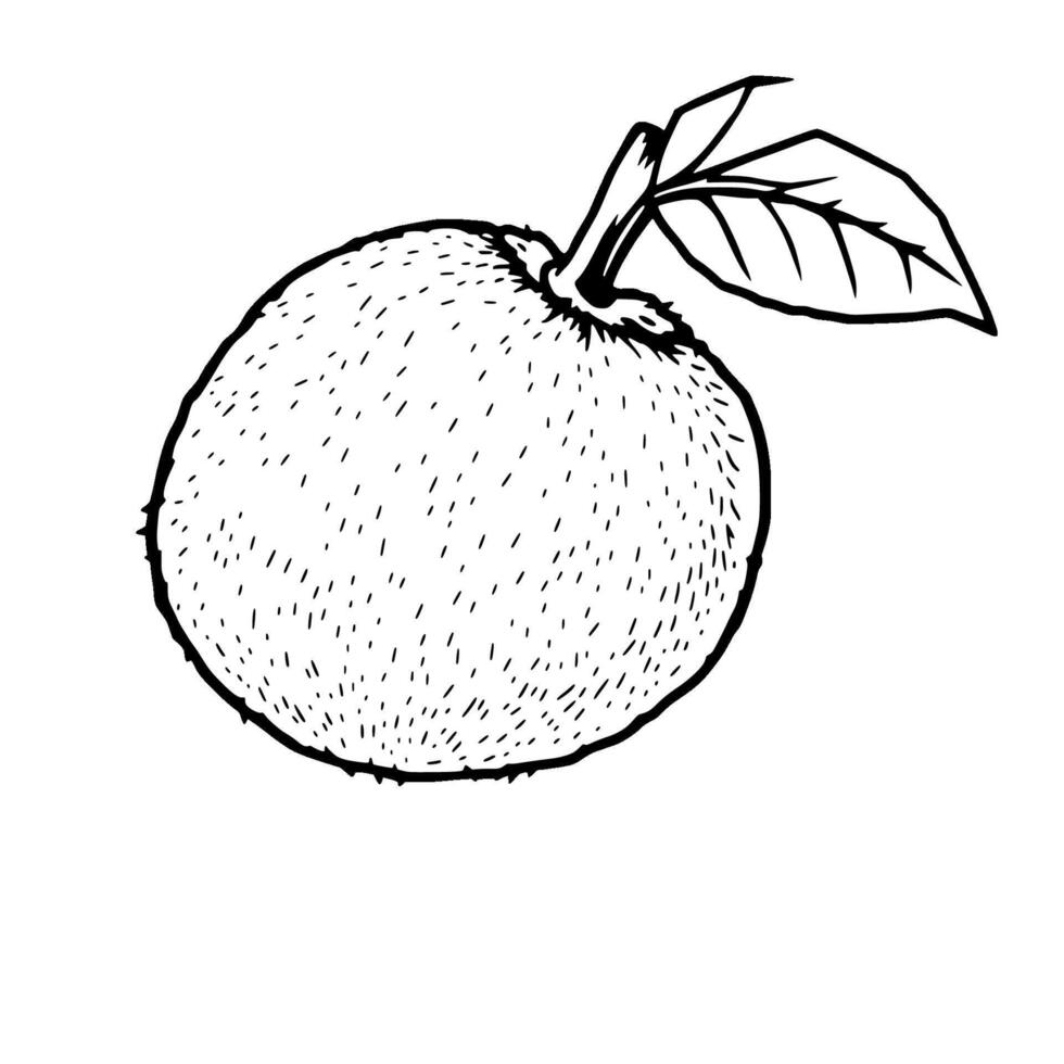 Detailed Line Drawing Of A Single Quince Fruit With Leaf vector